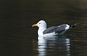 Lesser black-backed gull - A